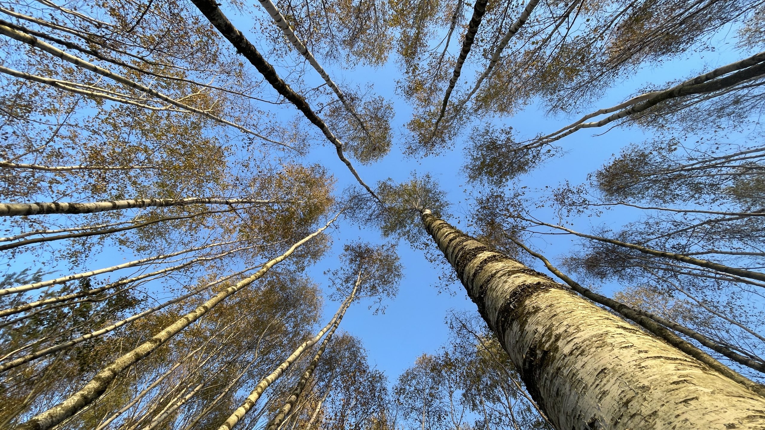 Kvietimas į nuotolinio meninio skaitymo konkursą